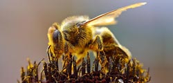 bee collecting pollent