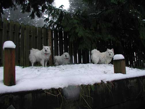 Ashcraft's Dogs - American Eskimos
