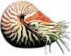 Nautilus