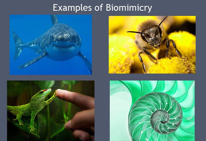 Examples of Biomimicry