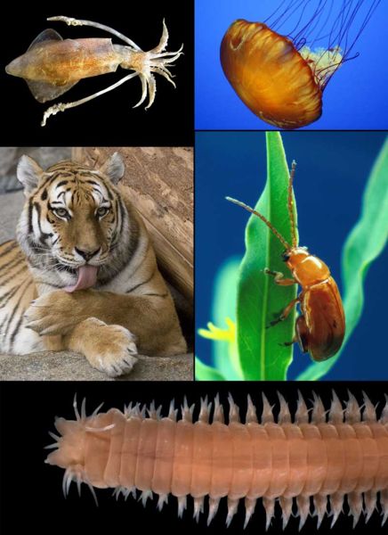 Animal collage