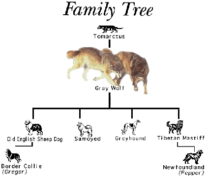 Wolf Coloring Pages on Gray Wolves Share A Common Ancestry With Domestic Dogs