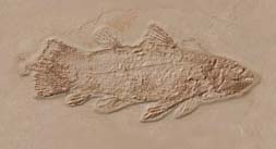 Coelacanth