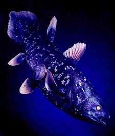 Coelacanth