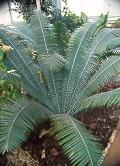 Cycad