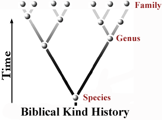 Biblical Kind History