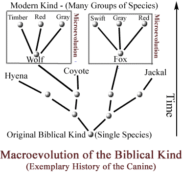 Macroevolution of the Canine