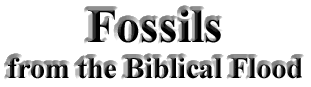 Fossils and the Biblical Flood