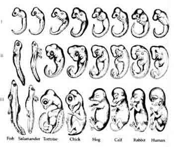 Haekel’s Embryos