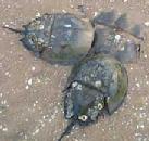 Horseshoe crab