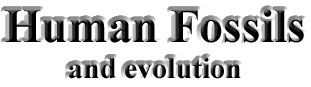 Human Fossils and Evolution
