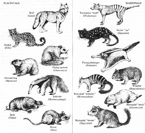 Marsupial / Placental Counterparts