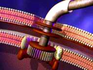 Flagellum Mechanism