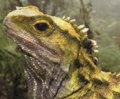 Tuatara