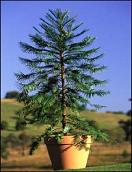 Wollemi Pine